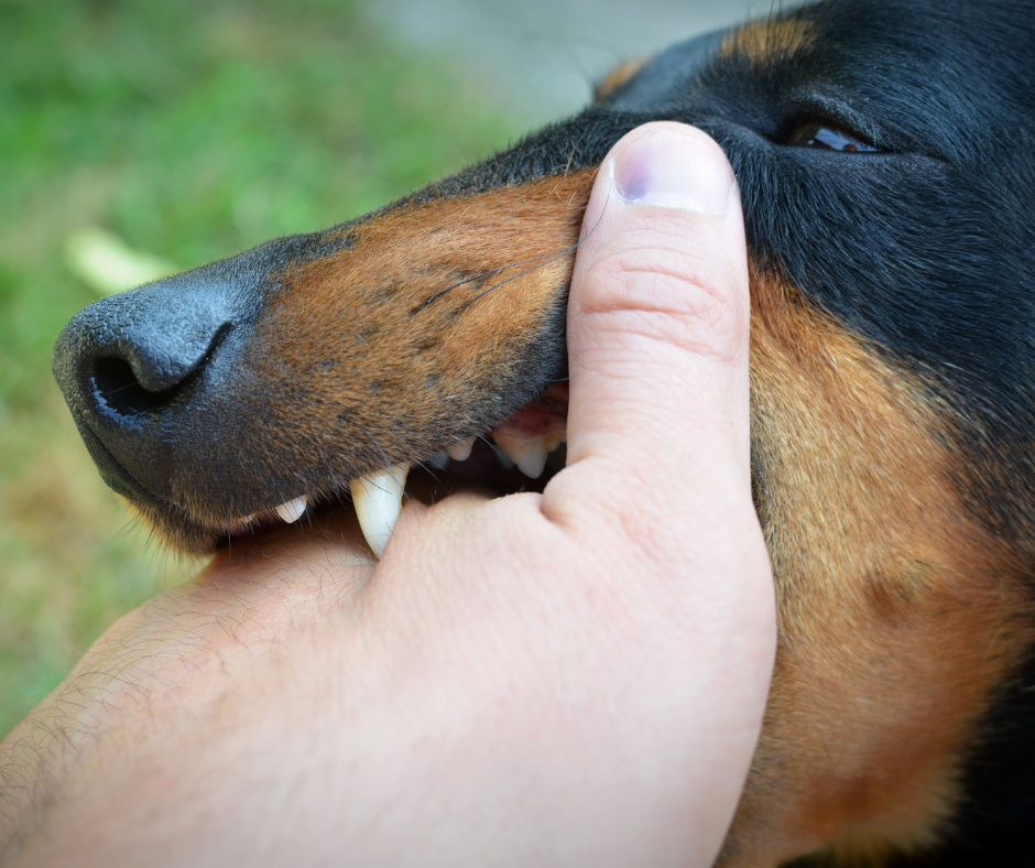 Arizona Dog Bite Laws & Defenses | Kash Legal