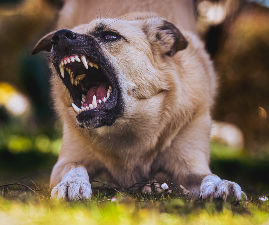 California Dog Bite Law (Civil Code 3342): Strict Liability Explained | Kash Legal